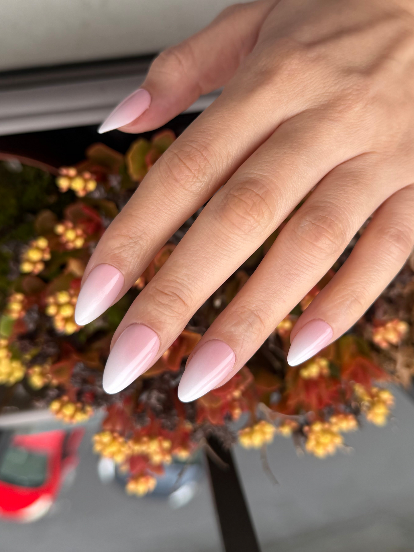 Baby Boomer Rose - Amande court